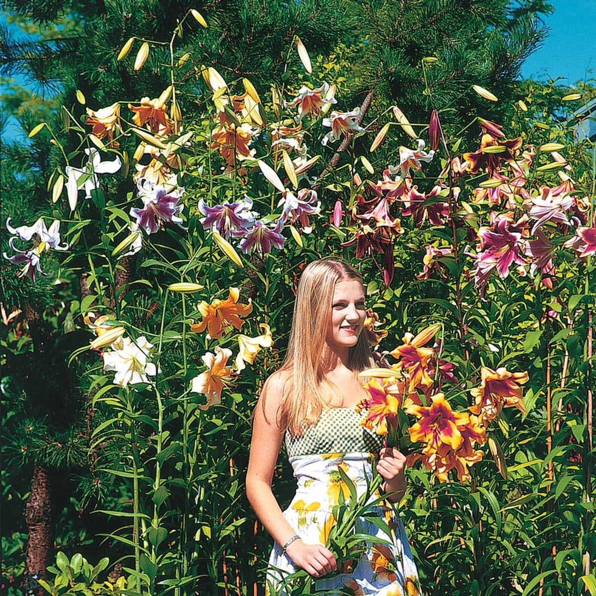Lily Tree Mixture