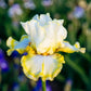 Double Ringer Bearded Iris