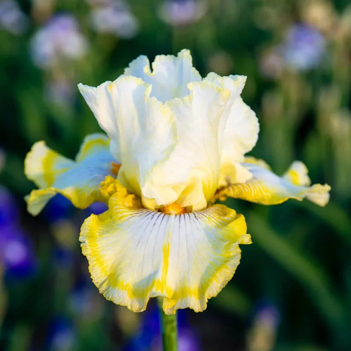 Double Ringer Bearded Iris