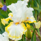 Double Ringer Bearded Iris