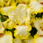 Double Ringer Bearded Iris