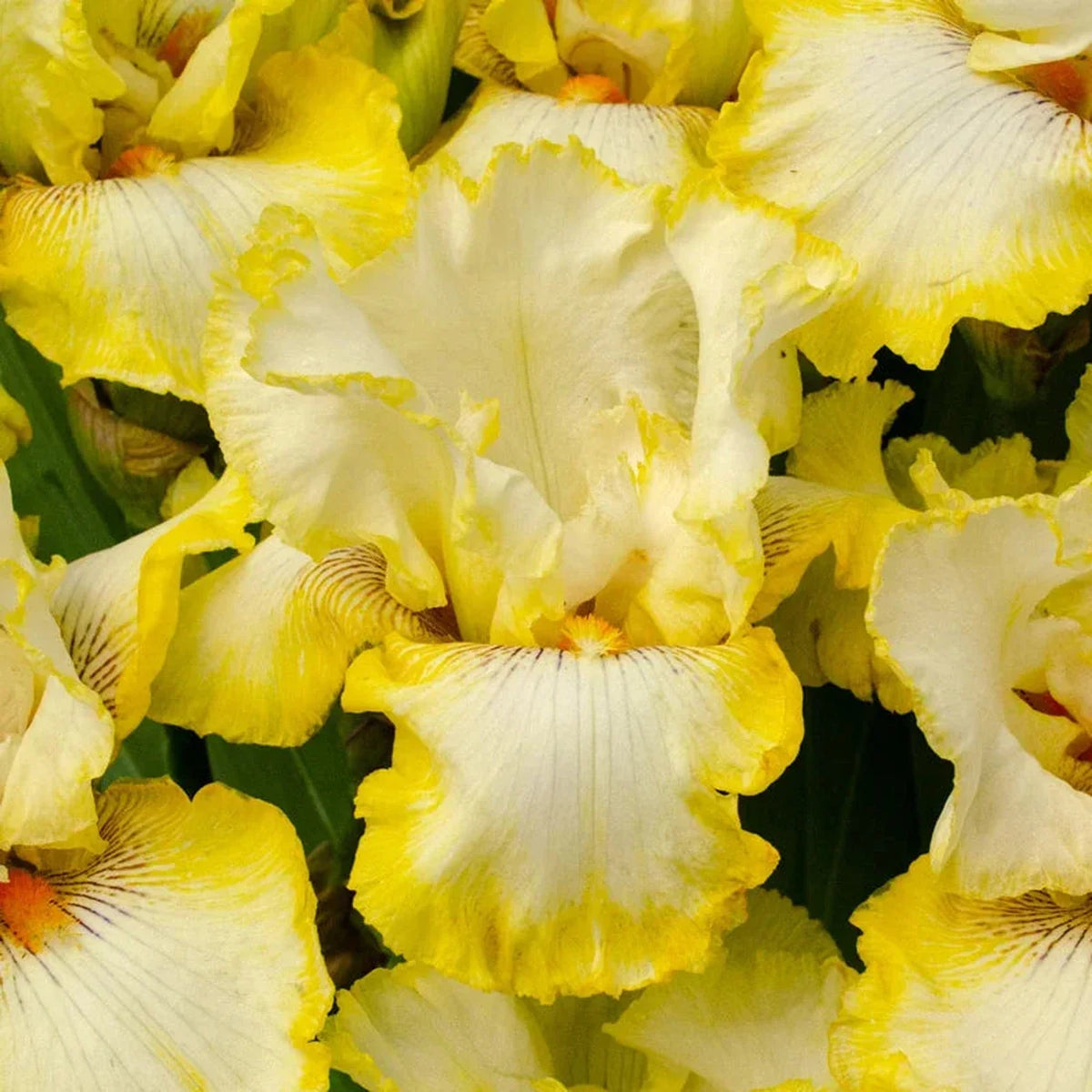 Double Ringer Bearded Iris