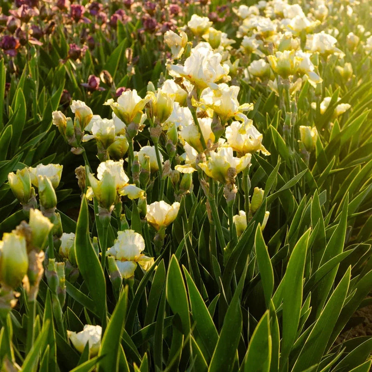 Double Ringer Bearded Iris