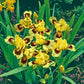Ultimate Dwarf Bearded Iris