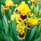 Ultimate Dwarf Bearded Iris