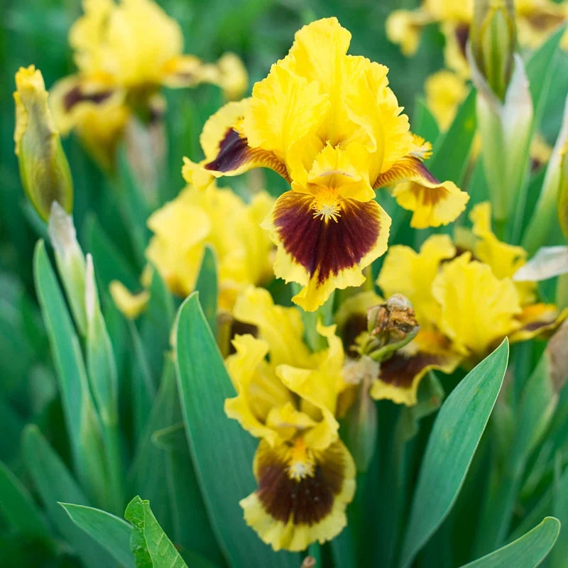 Ultimate Dwarf Bearded Iris