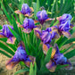Blueberry Tart Dwarf Reblooming Bearded Iris