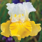 Alpine Journey Bearded Iris