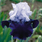 Iris Germanica 'Over Alaska'