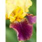 Blatant Reblooming Bearded Iris