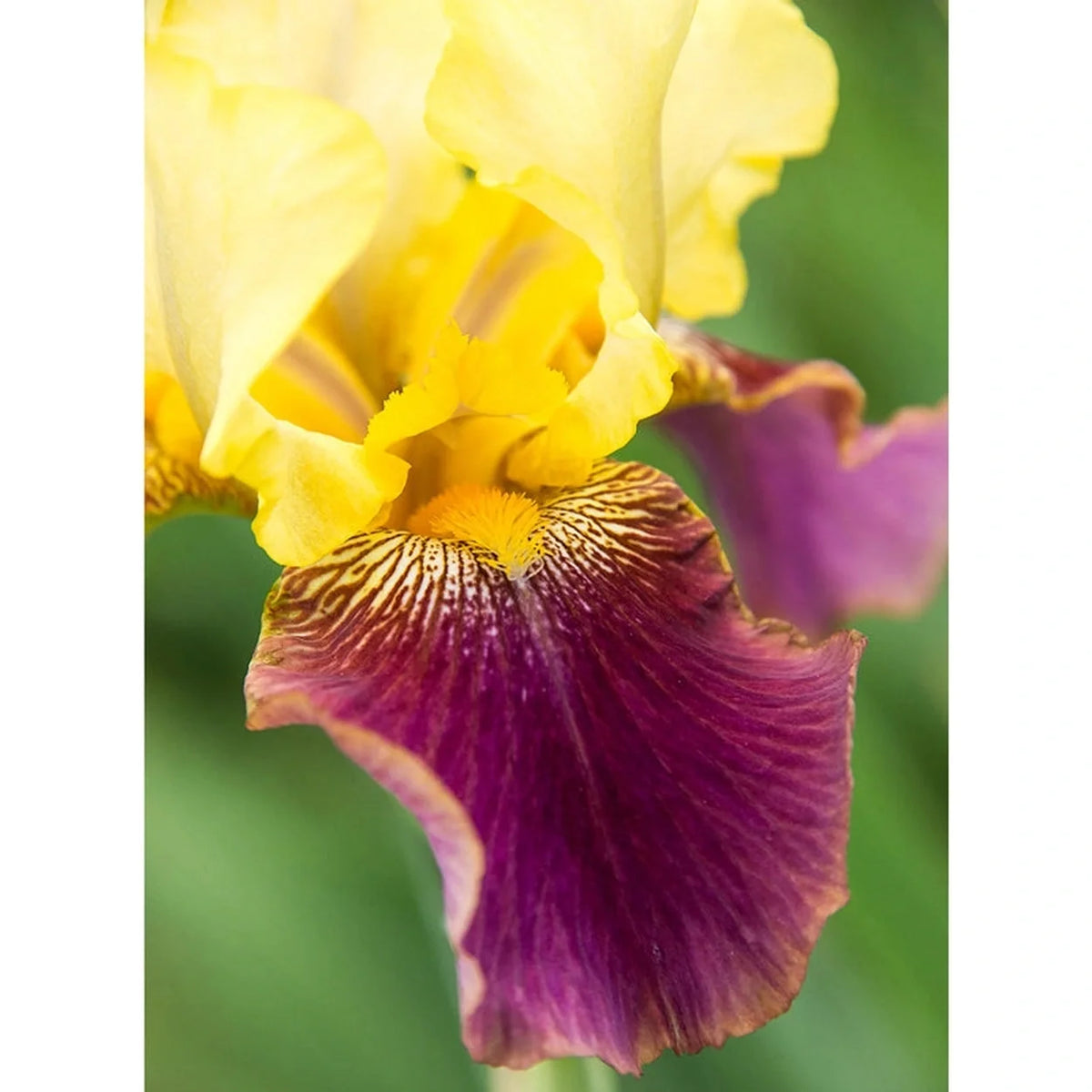 Blatant Reblooming Bearded Iris