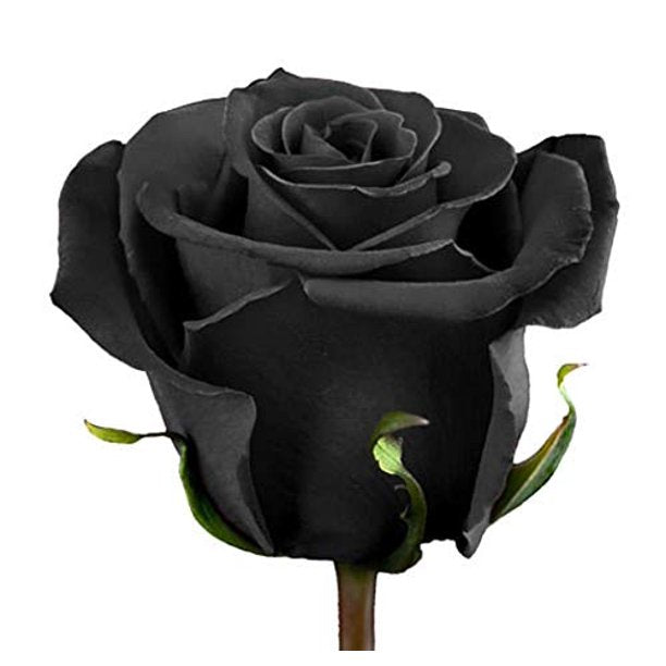 Black Rose Seedlings Flower Seeds Perennial Growing Bonsai Corms Tubers Potted Planting Reblooming Fragrant Garden Roots Rhizomes Species Blooms Plant Bulbs Gardening Tree