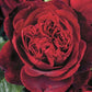 Admiral Rose Seedlings Flower Seeds Perennial Growing Bonsai Corms Tubers Potted Planting Reblooming Fragrant Garden Roots Rhizomes Species Blooms Plant Bulbs Gardening Tree