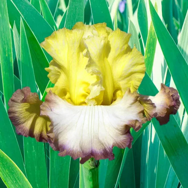 Autumn Ring Reblooming Bearded Iris