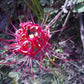 Rose Red Lycoris Spider Lilies Bulbs Radiata Hurricane Lily Cluster Amayllis Growing Bonsai Roots Rhizomes Corms Tubers Potted Planting Reblooming Fragrant Garden Species Blooms Flower Seeds Plant Gardening