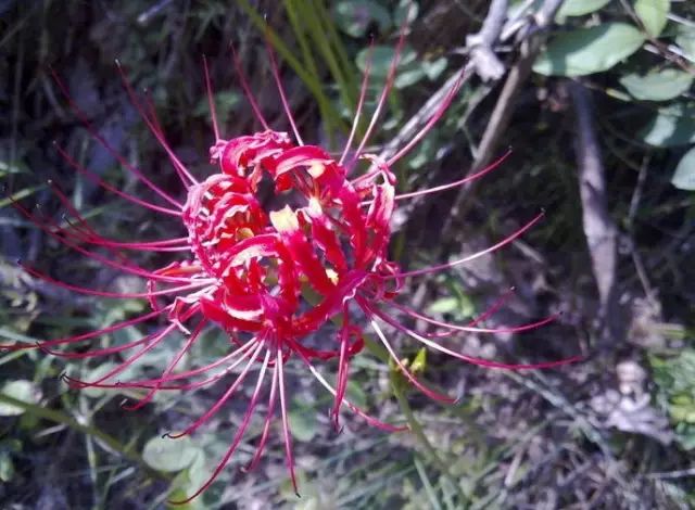 Rose Red Lycoris Spider Lilies Bulbs Radiata Hurricane Lily Cluster Amayllis Growing Bonsai Roots Rhizomes Corms Tubers Potted Planting Reblooming Fragrant Garden Species Blooms Flower Seeds Plant Gardening