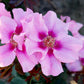 Si yu in pink Rose Seedlings Flower Seeds Perennial Growing Bonsai Corms Tubers Potted Planting Reblooming Fragrant Garden Roots Rhizomes Species Blooms Plant Bulbs Gardening Tree