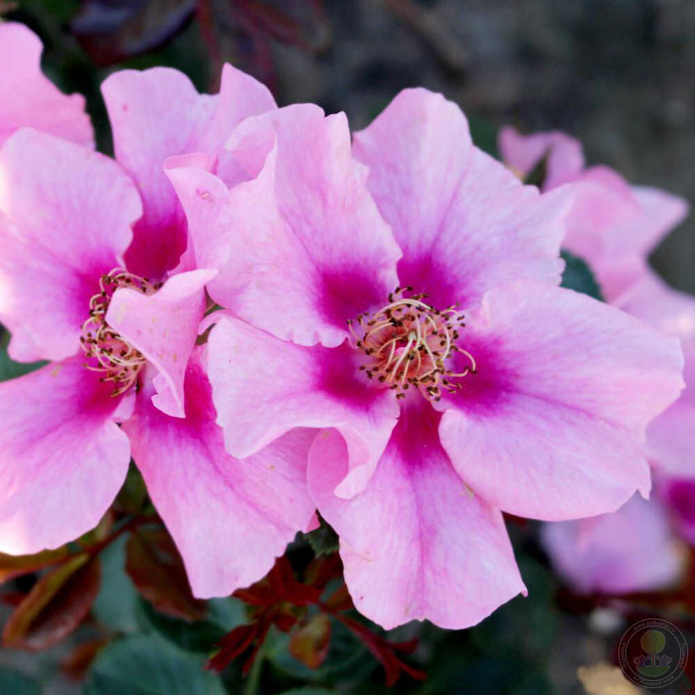 Si yu in pink Rose Seedlings Flower Seeds Perennial Growing Bonsai Corms Tubers Potted Planting Reblooming Fragrant Garden Roots Rhizomes Species Blooms Plant Bulbs Gardening Tree