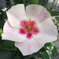 Si yu in red Rose Seedlings Flower Seeds Perennial Growing Bonsai Corms Tubers Potted Planting Reblooming Fragrant Garden Roots Rhizomes Species Blooms Plant Bulbs Gardening Tree