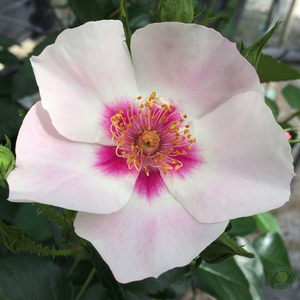 Si yu in red Rose Seedlings Flower Seeds Perennial Growing Bonsai Corms Tubers Potted Planting Reblooming Fragrant Garden Roots Rhizomes Species Blooms Plant Bulbs Gardening Tree