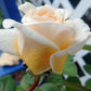 Todi Rose Seedlings Flower Seeds Perennial Growing Bonsai Corms Tubers Potted Planting Reblooming Fragrant Garden Roots Rhizomes Species Blooms Plant Bulbs Gardening Tree