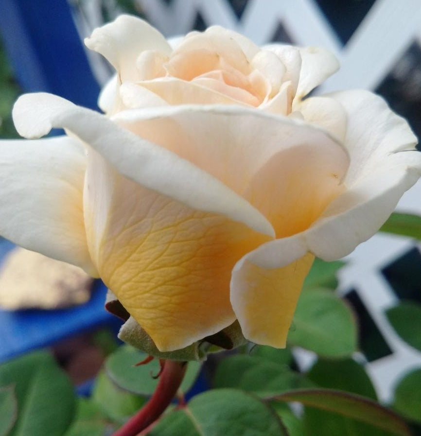 Todi Rose Seedlings Flower Seeds Perennial Growing Bonsai Corms Tubers Potted Planting Reblooming Fragrant Garden Roots Rhizomes Species Blooms Plant Bulbs Gardening Tree