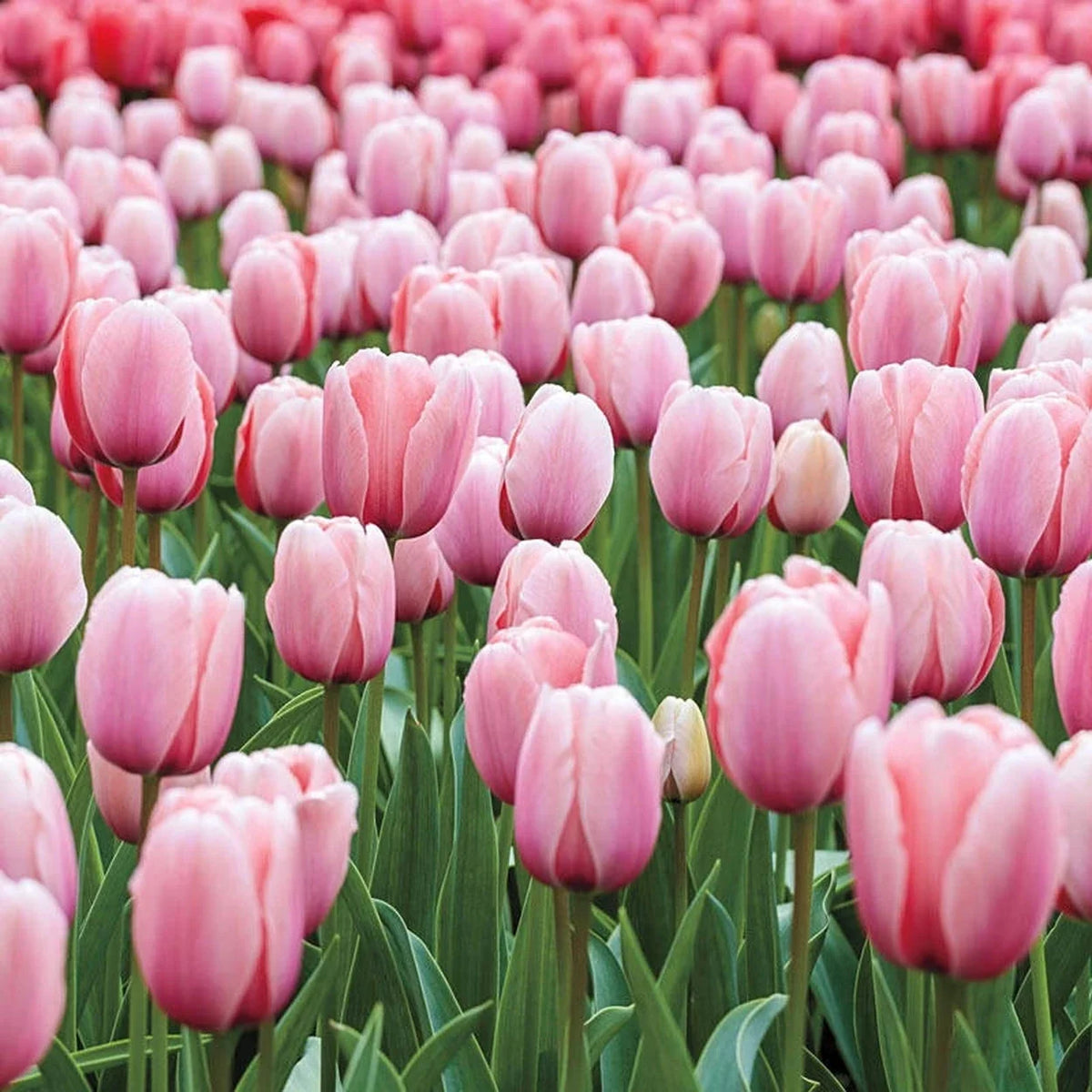 Salmon Impression Tulip