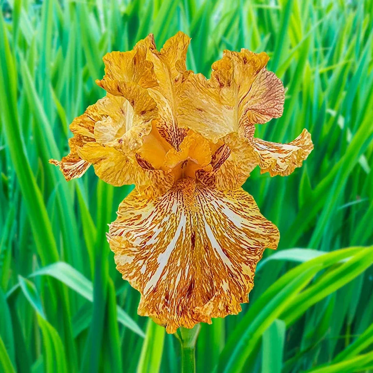Tiger Honey Iris Bearded