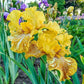 Tiger Honey Bearded Iris