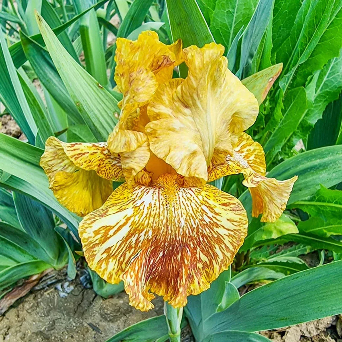 Tiger Honey Bearded Iris