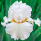 Catch Astar Bearded Iris