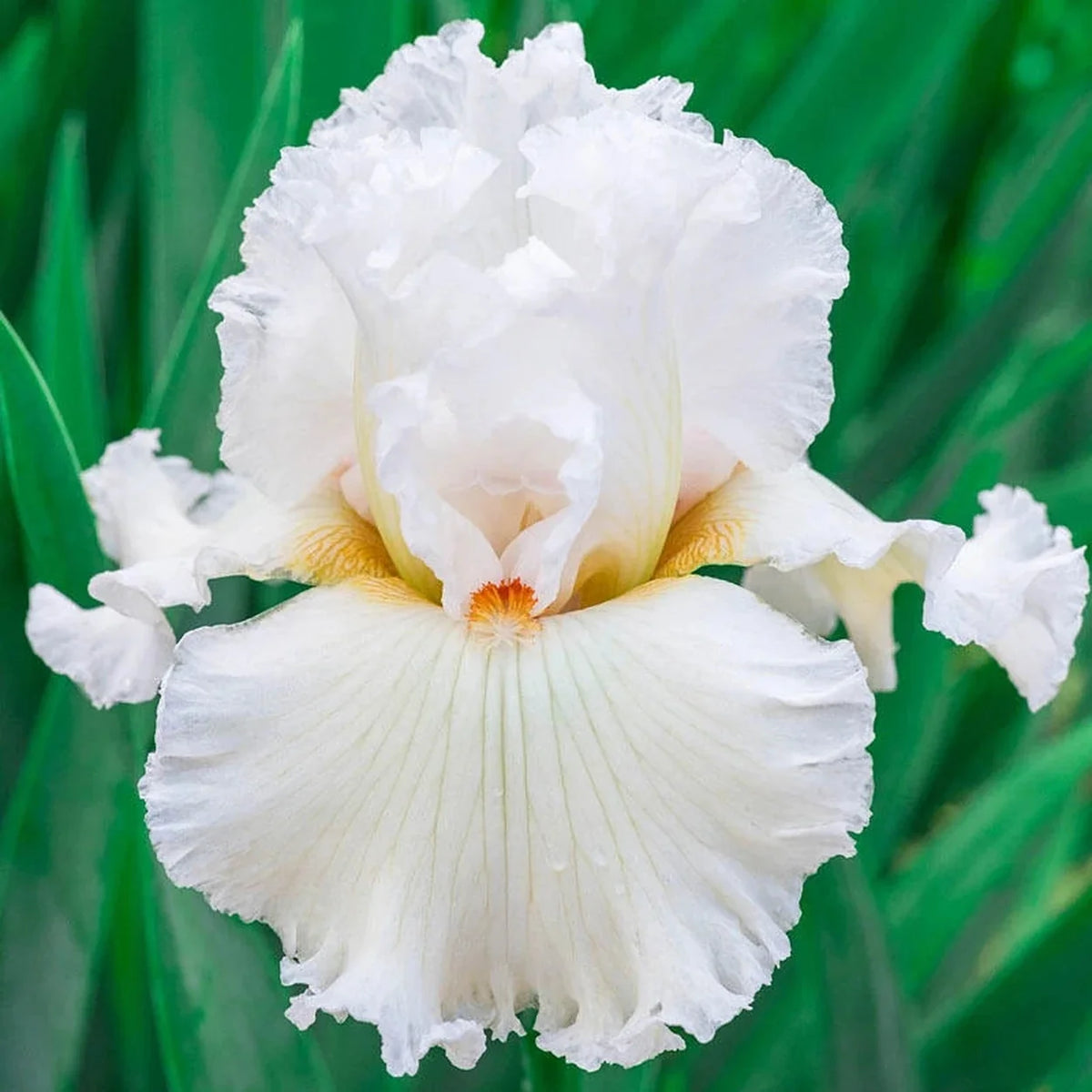Catch Astar Bearded Iris
