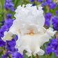 Catch A Star Bearded Iris