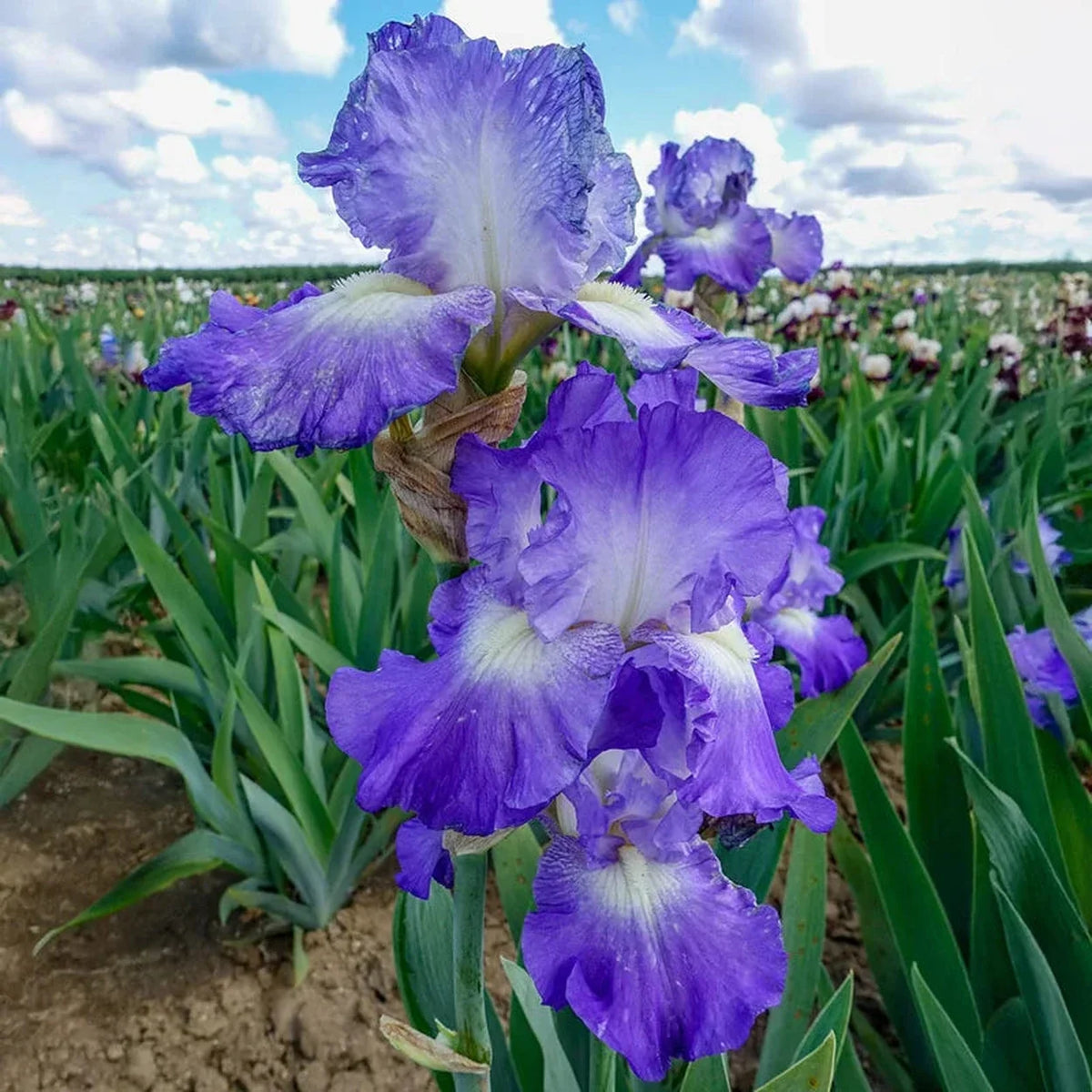 City Lights Reblooming Bearded Iris