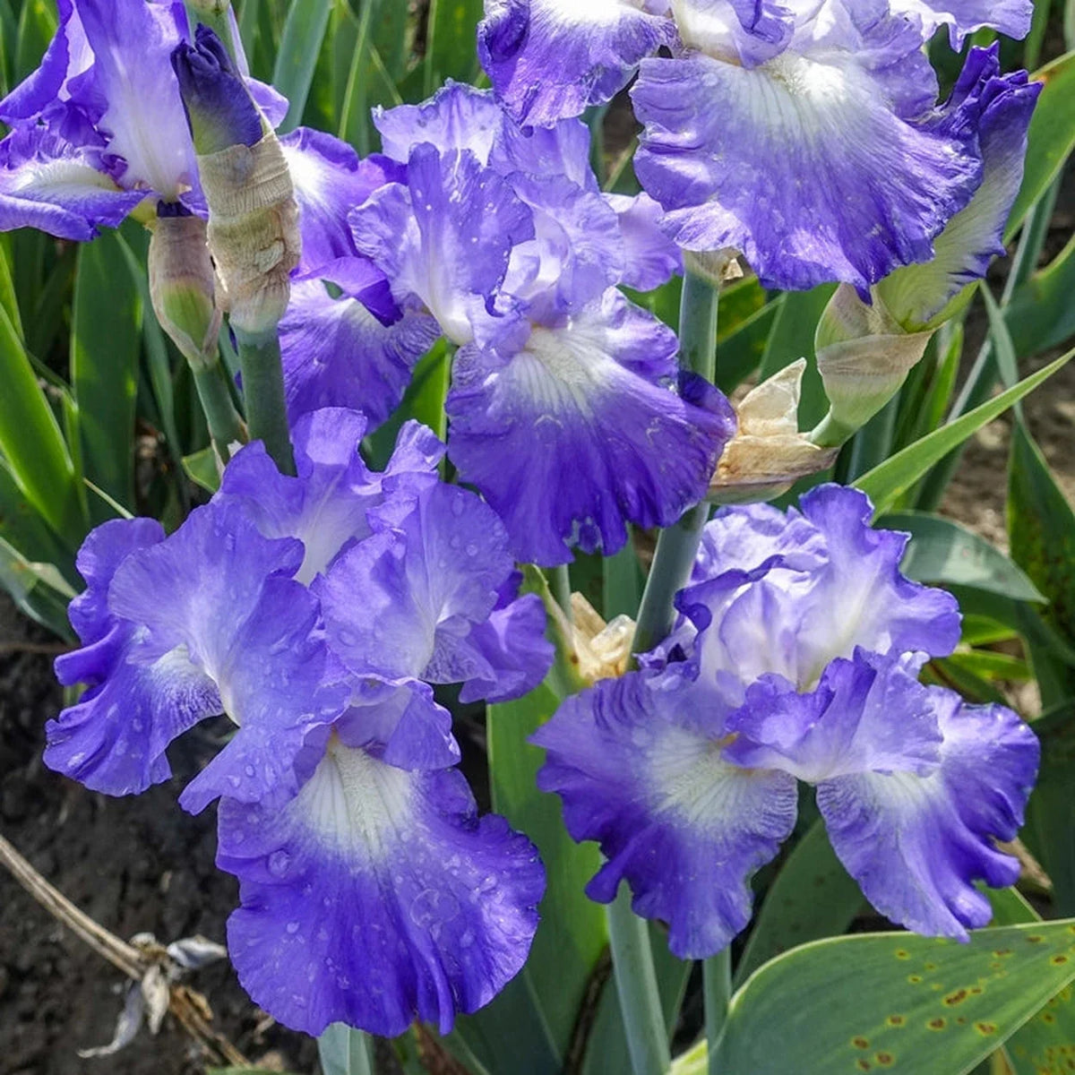 City Lights Reblooming Bearded Iris