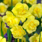 RHS AGM Narcissus Collection Daffodil Bulbs Blooms Species Growing Bonsai Roots Rhizomes Corms Tubers Potted Planting Reblooming Fragrant Garden Flower Seeds Plant
