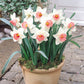 RHS AGM Narcissus Collection Daffodil Bulbs Blooms Species Growing Bonsai Roots Rhizomes Corms Tubers Potted Planting Reblooming Fragrant Garden Flower Seeds Plant