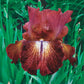Paprika Fono's Reblooming Bearded Iris