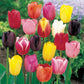 Cream Of The Crop Tulip Mixture Super Sak