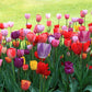 Cream Of The Crop Tulip Mixture Super Sak