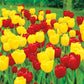 Long Stemmed Perennial Tulip Duet Super Sak