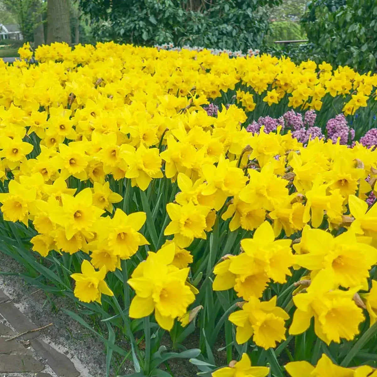 Yellow Trumpet Super Sak Daffodil