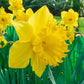 Yellow Trumpet Daffodil Super Sak