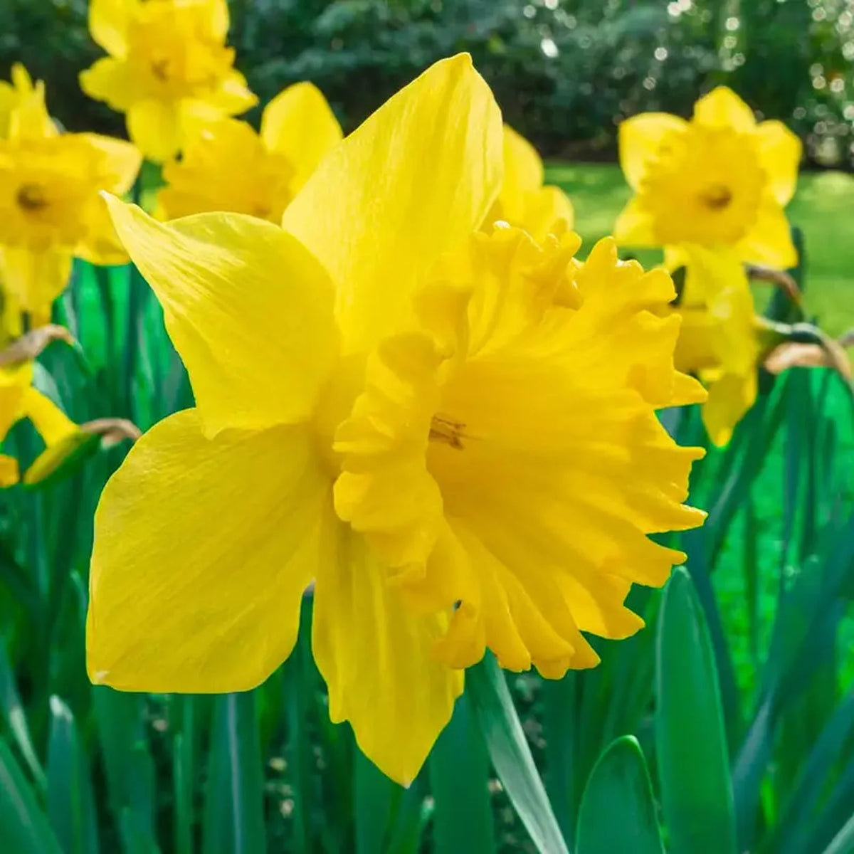 Yellow Trumpet Daffodil Super Sak
