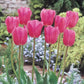 Don Quichotte Tulip Super Sak