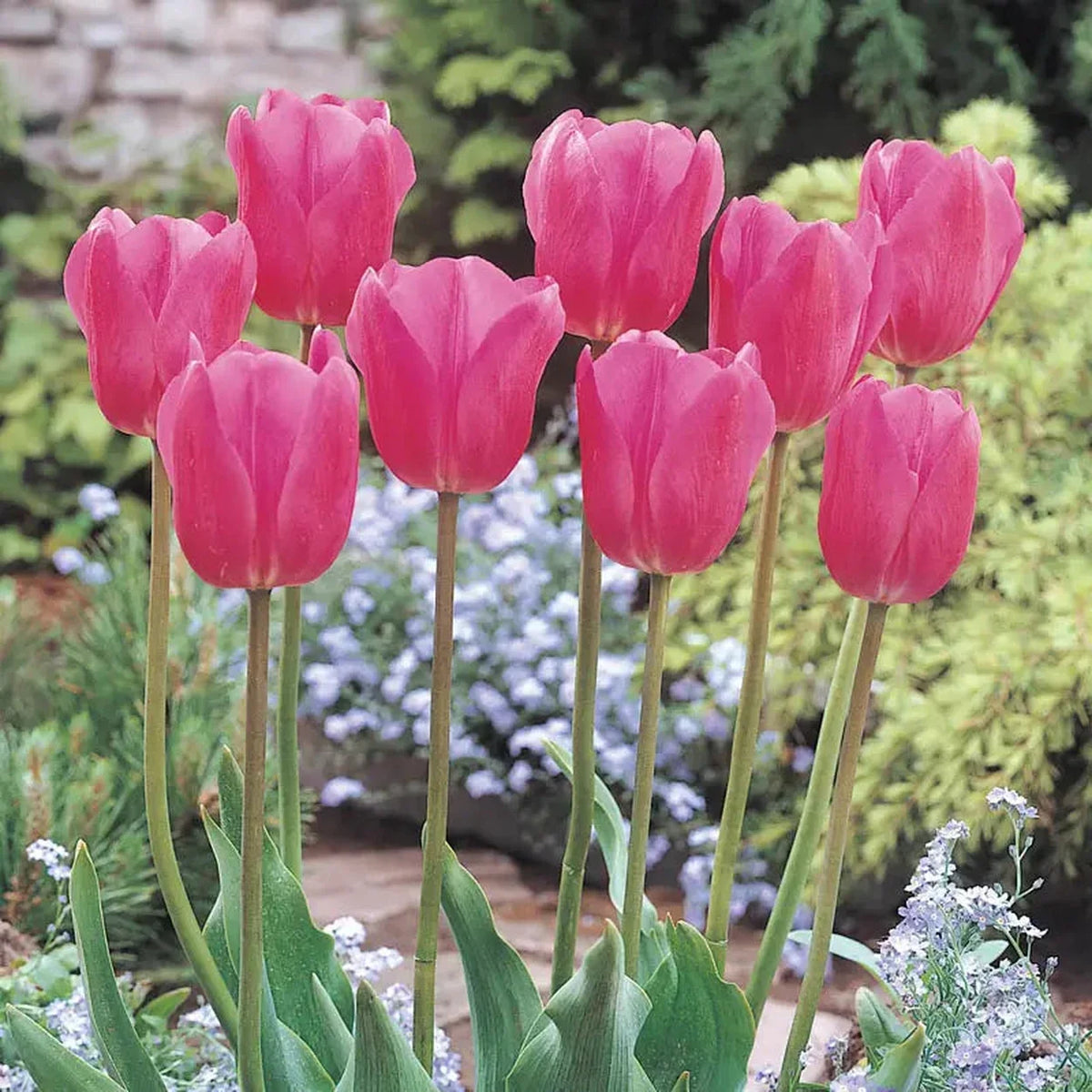 Don Quichotte Tulip Super Sak