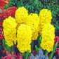 Hyacinth City Of Haarlem