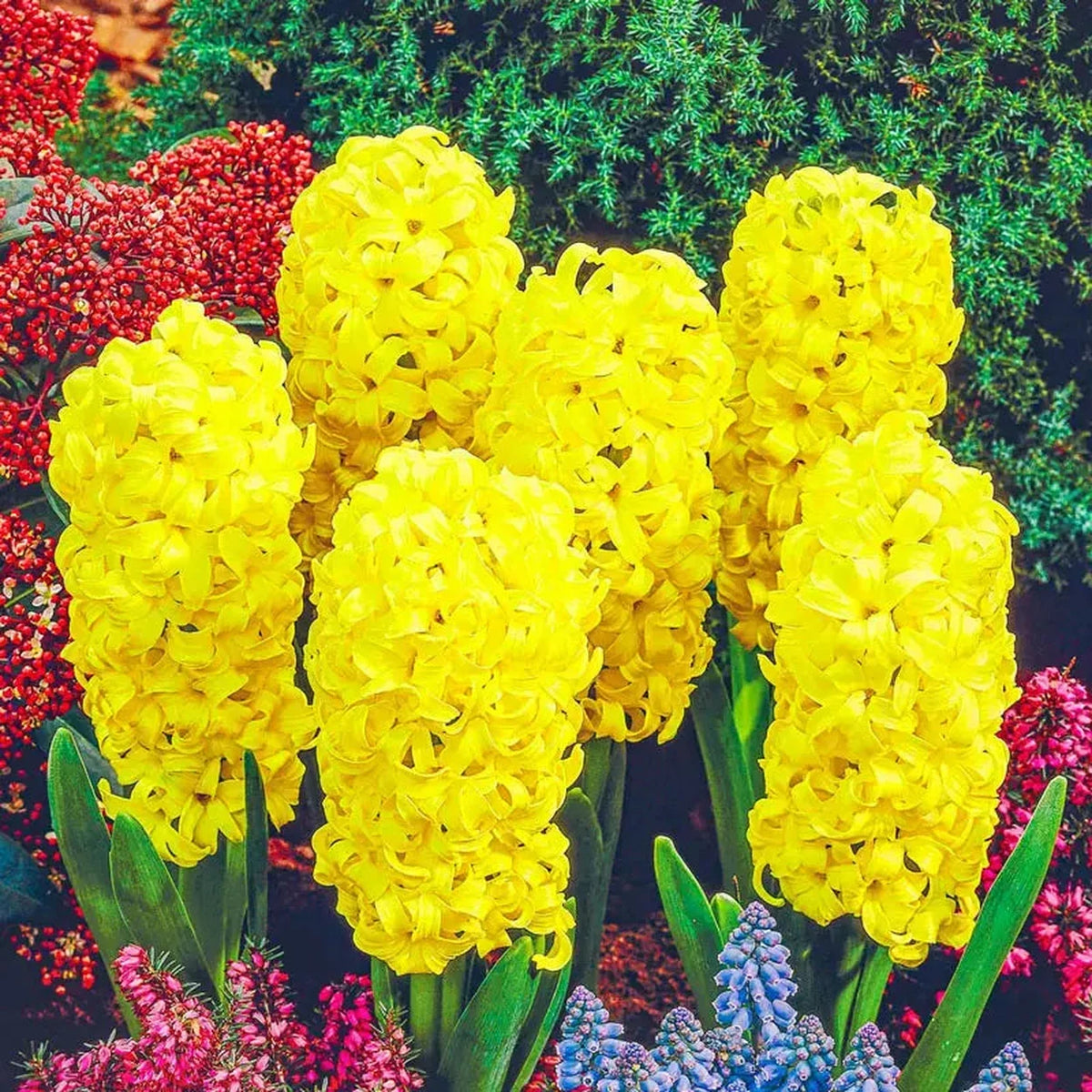 Hyacinth City Of Haarlem