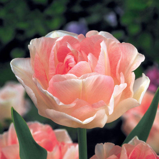 Angelique Tulip Bulbs Blooms Species Growing Bonsai Roots Rhizomes Corms Tubers Potted Planting Reblooming Fragrant Garden Flower Seeds Plant