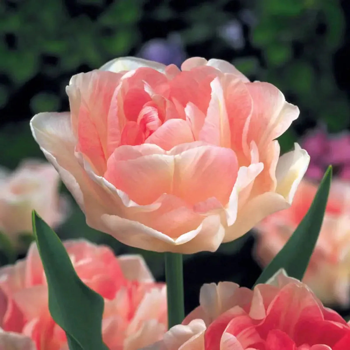 Tulip Angelique